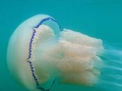 Humildes medusas utilizan estrategia alta tecnología para encontrar comida