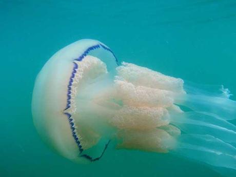 medusa barril (Rhizostoma pulmo)