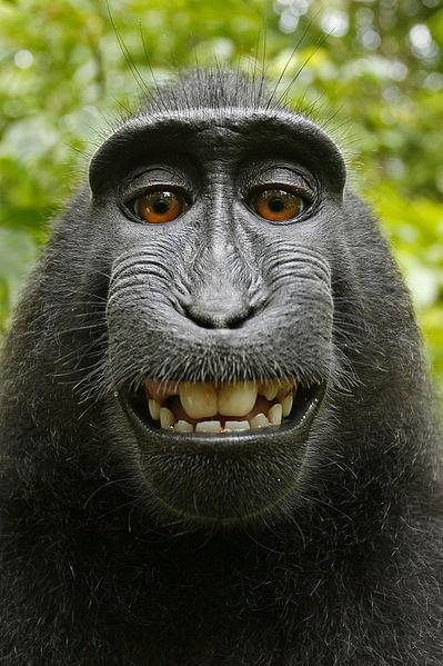 Macaca_nigra_self-portrait-wikimedia
