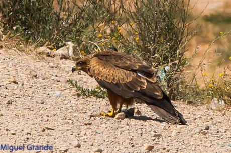 AGOSTO POR LA RIBERA DE NAVARRA-AUGUST BY  NAVARRE