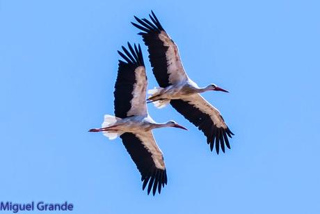 AGOSTO POR LA RIBERA DE NAVARRA-AUGUST BY  NAVARRE