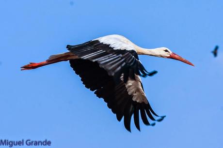 AGOSTO POR LA RIBERA DE NAVARRA-AUGUST BY  NAVARRE