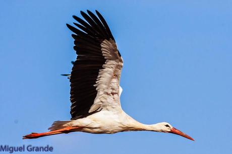 AGOSTO POR LA RIBERA DE NAVARRA-AUGUST BY  NAVARRE