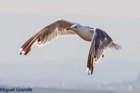 AGOSTO POR LA RIBERA DE NAVARRA-AUGUST BY  NAVARRE