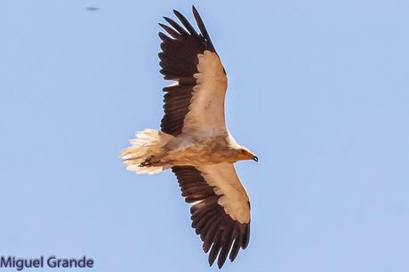 AGOSTO POR LA RIBERA DE NAVARRA-AUGUST BY  NAVARRE