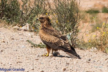 AGOSTO POR LA RIBERA DE NAVARRA-AUGUST BY  NAVARRE