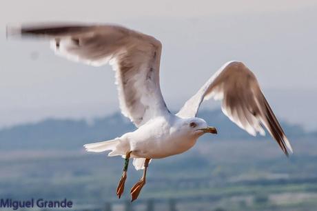 AGOSTO POR LA RIBERA DE NAVARRA-AUGUST BY  NAVARRE