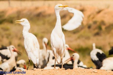 AGOSTO POR LA RIBERA DE NAVARRA-AUGUST BY  NAVARRE