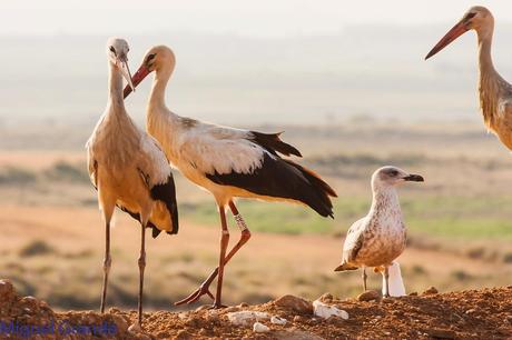 AGOSTO POR LA RIBERA DE NAVARRA-AUGUST BY  NAVARRE