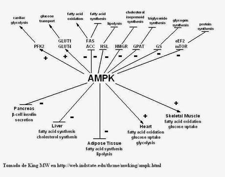 El AMPk El AMPk