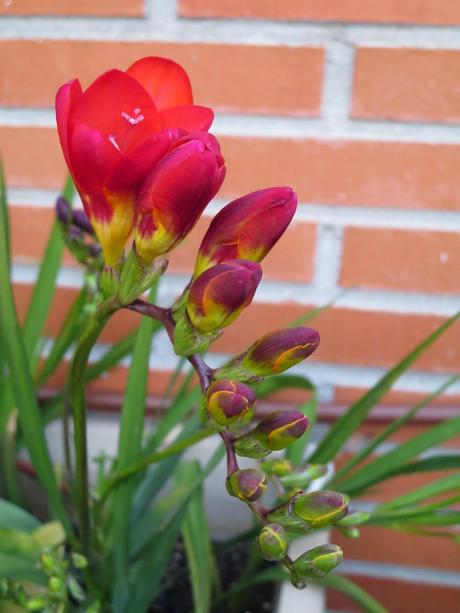 ¡¡¡Ya llega la primavera!!!