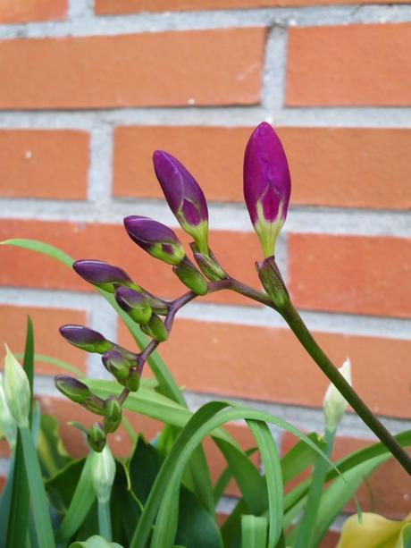 ¡¡¡Ya llega la primavera!!!