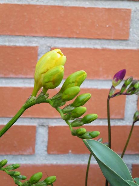 ¡¡¡Ya llega la primavera!!!