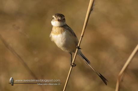 Yetapá de collar (Strange-tailed Tyrant) Alectrurus risora