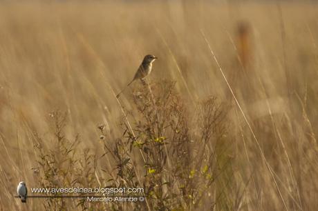 Yetapá de collar (Strange-tailed Tyrant) Alectrurus risora