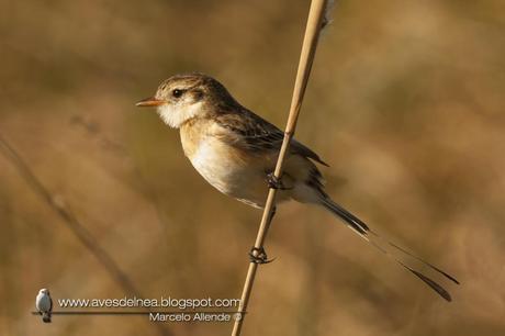 Yetapá de collar (Strange-tailed Tyrant) Alectrurus risora
