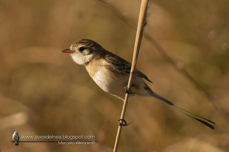 Yetapá de collar (Strange-tailed Tyrant) Alectrurus risora