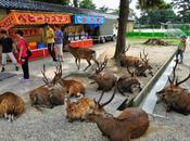 Nara, ciudad paraíso ciervos.