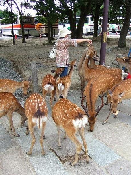 Nara, una ciudad que es el paraíso de los ciervos.