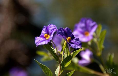 Un paseo por mi jardín #ecofriendly #solanum #flower