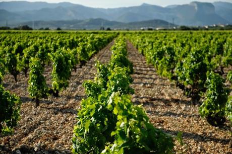 SESIÓN PREBODA ENTRE VIÑEDOS - BODEGA RIBAS -
