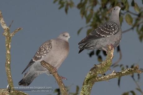 Paloma manchada (Spot-winged Pigeon) Patagioenas maculosa