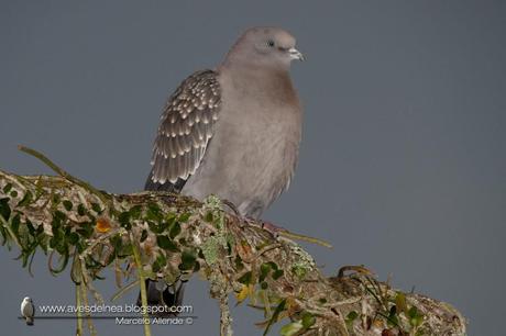 Paloma manchada (Spot-winged Pigeon) Patagioenas maculosa