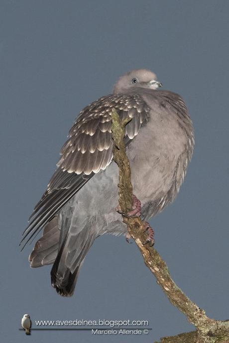 Paloma manchada (Spot-winged Pigeon) Patagioenas maculosa