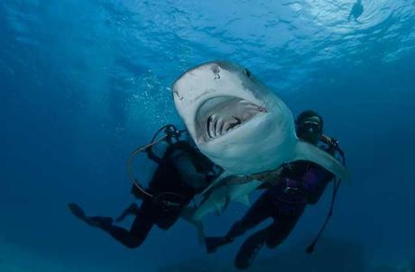 suelta de tiburón tigre en Australia