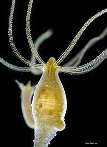 Hidra de agua dulce Hidra de agua dulce