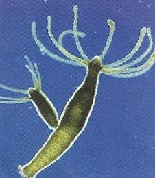 Hidra de agua dulce Hidra de agua dulce