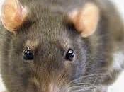 Ratas