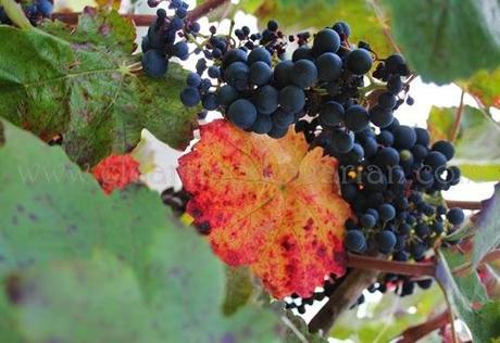 El Rincón de Ademuz, la comarca olvidada de Valencia El Rincón de Ademuz, la comarca olvidada de Valencia