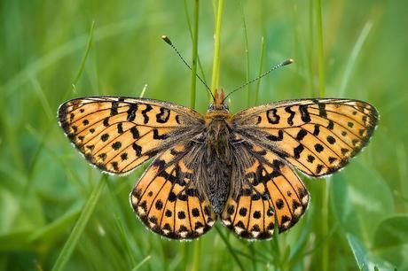 Para ampliar Boloria euphrosyne (Linnaeus, 1758) Perlada rojiza