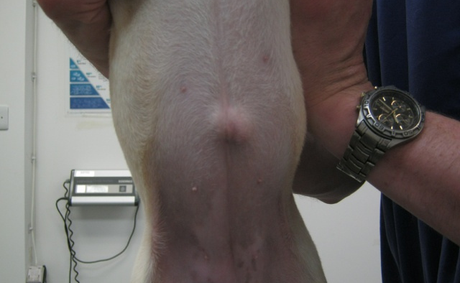 hernia umbilical en los perros
