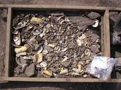 Antiguas conchas marinas reescriben 10.000 años historia ciclos Niño