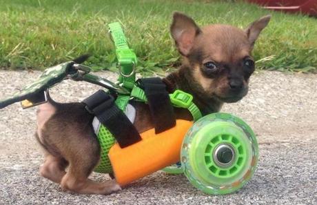 turboroo-carro-final