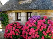 Casas Flores
