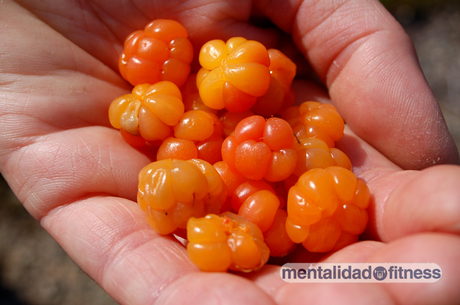Mora rubus chamaemorus