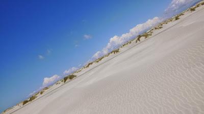 NUEVO COMPAÑERO DE VIAJE