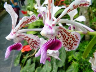 TRES DÍAS EN WELLINGTON