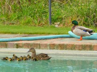 EN SEPTIEMBRE AGUAS MIL