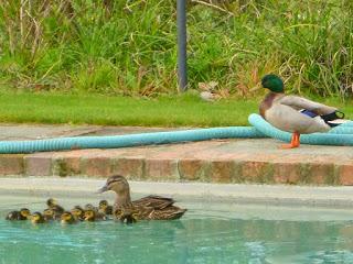 EN SEPTIEMBRE AGUAS MIL