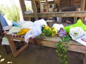 Reunión Familiar Anual: experiencia maravillosa