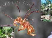 Soroa Terrazas