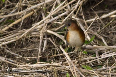 Burrito común (Rufous-side Crake) Laterallus melanophaius