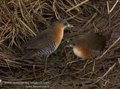 Burrito común (Rufous-side Crake) Laterallus melanophaius