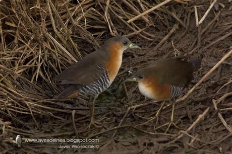 Burrito común (Rufous-side Crake) Laterallus melanophaius