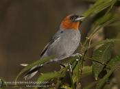 Pioró (Chestnut-headed Tanager) Pyrrhocoma ruficeps