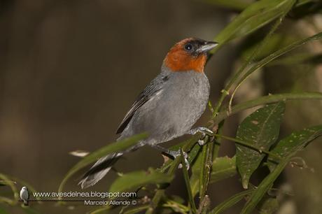 Pioró (Chestnut-headed Tanager) Pyrrhocoma ruficeps